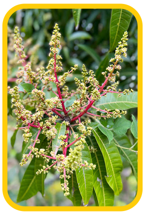 Mango Farm land Thiruthani